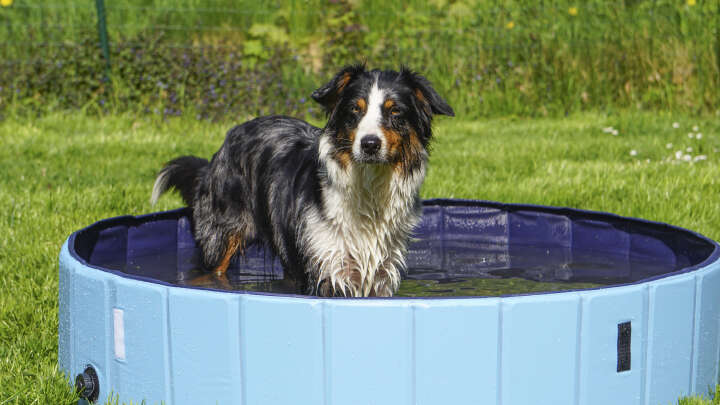 petlando Premium Hundepool